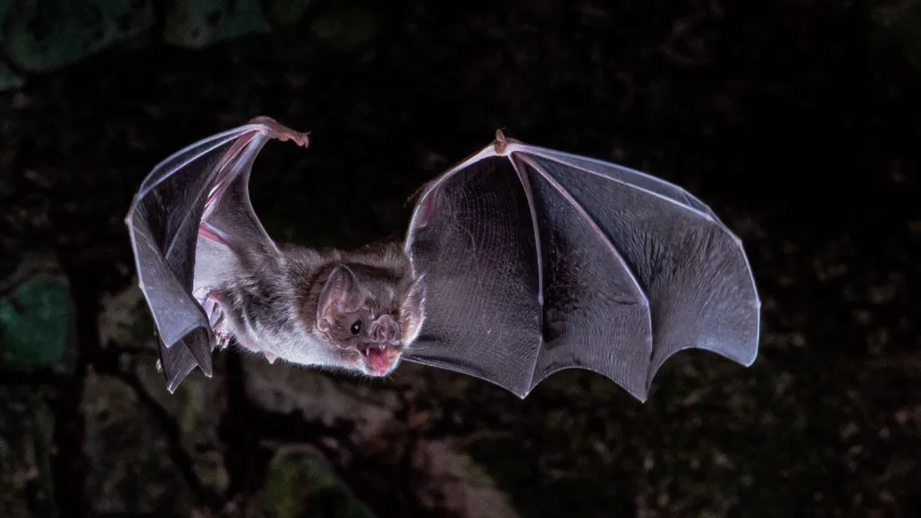 A vampire bat in flight at night