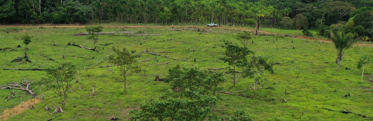 cows grazing on a patch of cleared rainforest