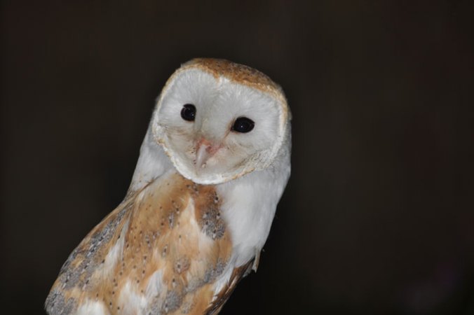 Barn owl