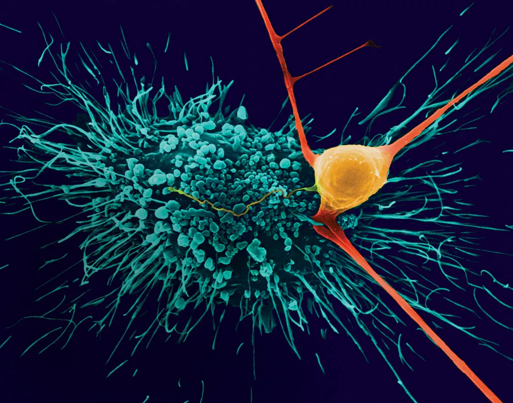 A glial cell called an astrocyte and a neuron