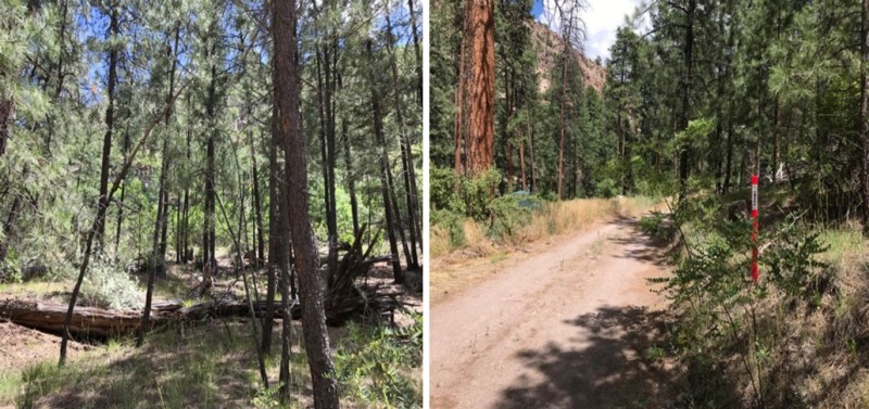 Composite image of a canyon near Los Alamos showing many trees