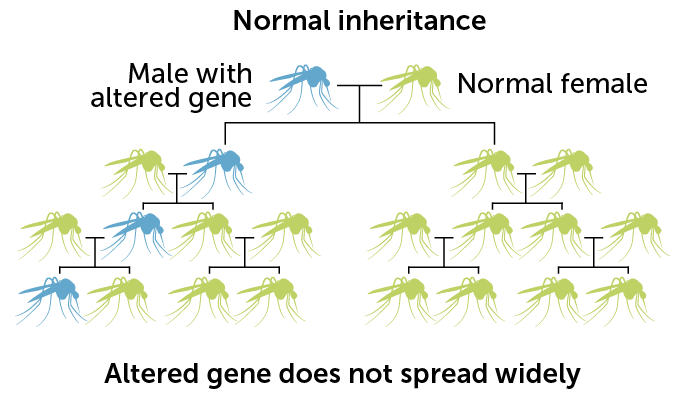 diagram showing normal inheritance over four generations of mosquitoes