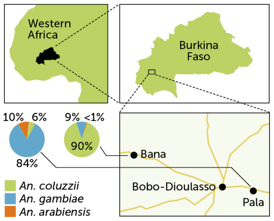 locator map of western africa followed by a locator map of Burkina Faso, a map of the villages of Bana and Pala, and pie charts showing the start differences in mosquito populations in the two villages
