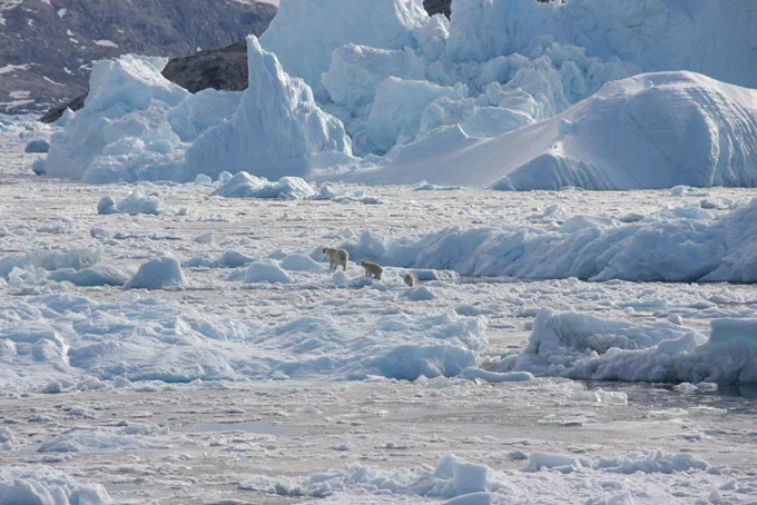 A polar bear mother and two cubs move across glacial mélange