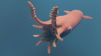 illustration of Vampyronassa rhodanica in pink with a blue background