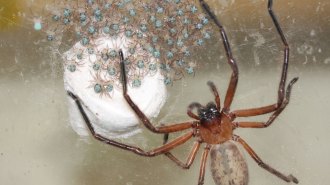 Dozens of tiny Delena huntsman spiderlings in or near their white egg sac, surrounded by their much larger, red-legged mother.