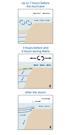 A three panel diagram shows how the flow of water shifted during Hurricane Maria. The first panel (up to 7 hours before Maria) shows water moving towards the shore and deep, cool water rising. The second panel (3 hours before and 6 hours during Maria) shows wind pushing the current out to sea and cooler water rising but not reaching the surface. The third panel (after the storm) shows wind reversing direction, the surface current relaxing, and cool water finally reaching the surface.