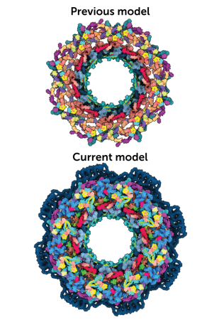 Illustration showing the previous model of the nuclear pore complex next to the current model, which appears to be significantly larger