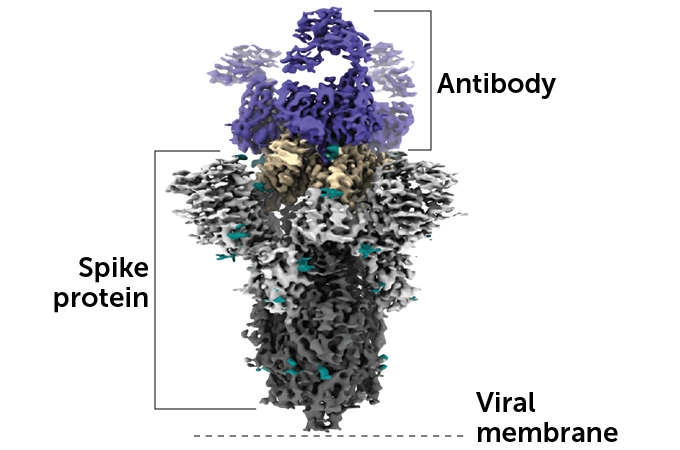 3-D structure of an antibody attached to a coronavirus spike protein