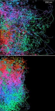 Colored tracks show cell movement.