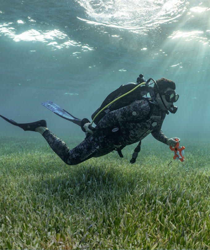 Tiger sharks helped discover the world's largest seagrass prairie