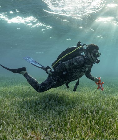 An underwater photo of Austin Gallagher scuba diving just above a field of seagrass