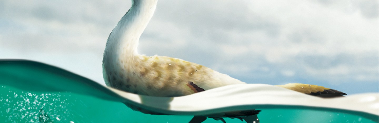 An illustration of a Natovenator polydontus sitting on top of a body of water with its feet visible below the water line