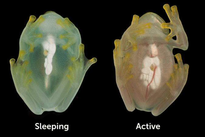 A photo on the left showing a sleeping female glass frog with most of her red blood cells tucked into her liver. While the photo on the right shows the frog while awake with blood circulating and less transparent.