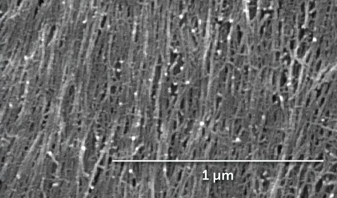A magnified image of matted fibers called fibrils from a mimosa plant's pulvinus.