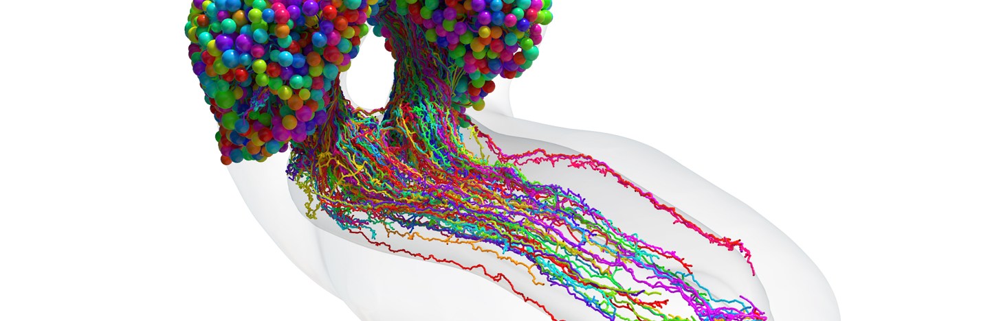 A diagram showing every nerve cell in a larval fruit fly brain, in all the colors of the rainbow, on a white backdrop