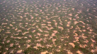 An overhead photo of blotchy vegetation taking up the entire frame.