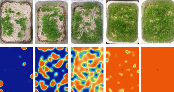 Experiments with chia seeds (top), and the simulations that mimic them (bottom), show that Turing patterns emerge in vegetation competing for water. The top row shows how the pattern changes as water availability increases (from left to right). Simulated landscapes show similar patterns as rainfall increases (left to right).