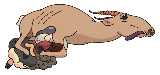 illustration of a decaying goat carcass