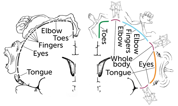 The classic map of how the human brain manages movement gets an update
