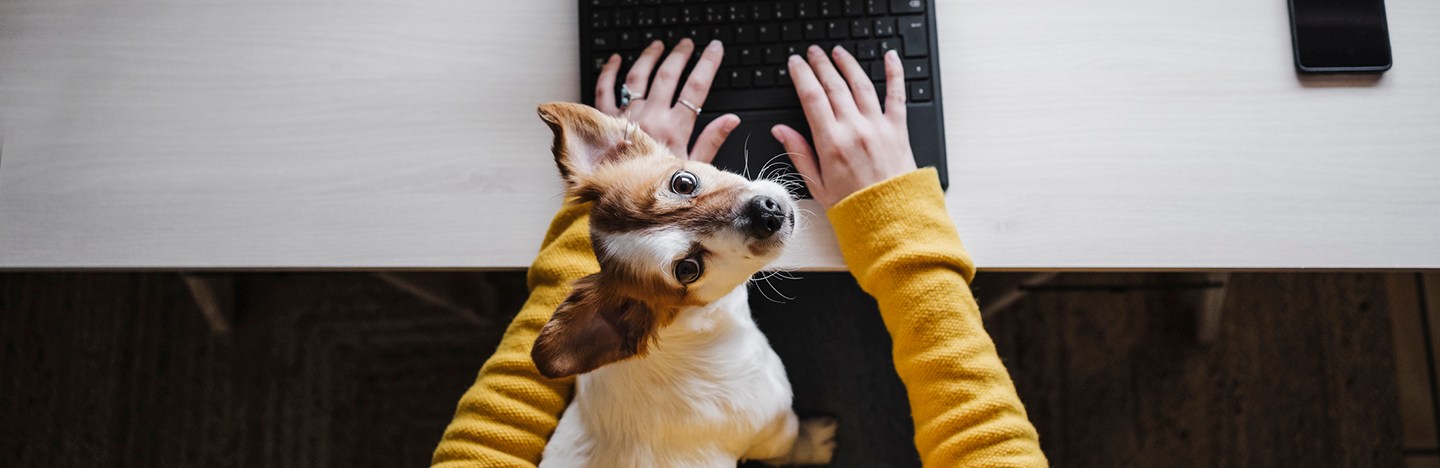 An overhead photo of a small dog sitting on the lap of a person in a yellow long sleeve shirt working on a laptop.