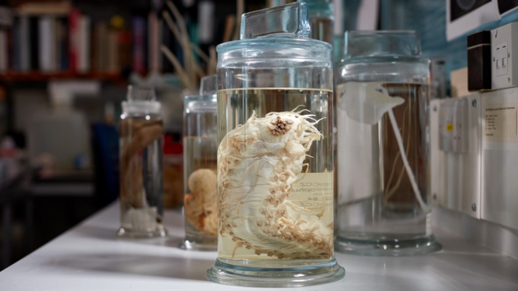 A photo of a clear glass container with a white sea cucumber floating in a clear liquid. Other clear glass containers are sitting on the table behind the sea cucumber with out of focus books on shelves in the background.