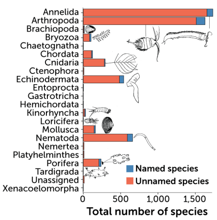 A bar graph showing the number of named and unnamed species found in the Clarion-Clipperton Zone. The number of unnamed species vastly out number the number of named species.