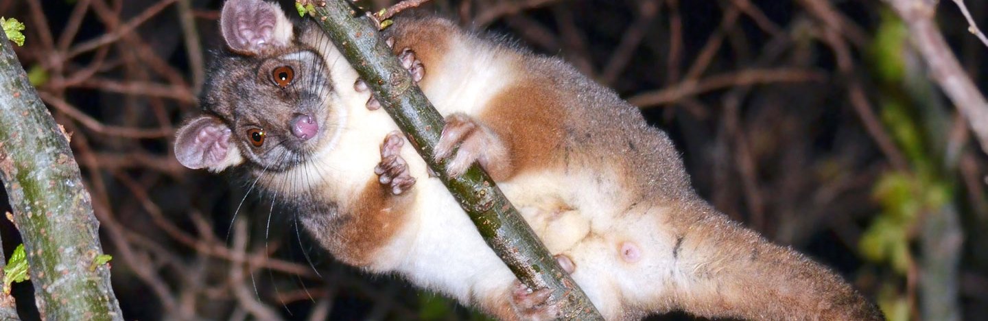 A photo of a ringtail possum sitting on a tree branch looking down at the camera.