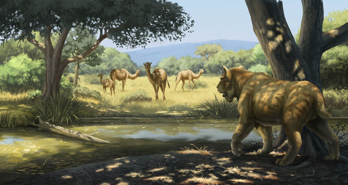 An illustration of a saber-toothed cat standing in the shade of a tree while stalking a group of yesterday's camels standing in a large open field.