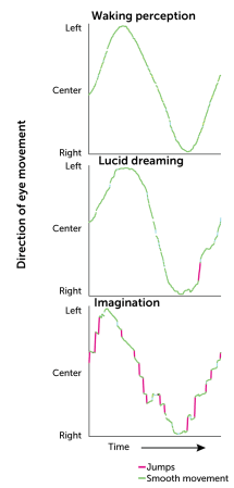three graphs show the direction of eye movement during waking perception, lucid dreaming and imagination