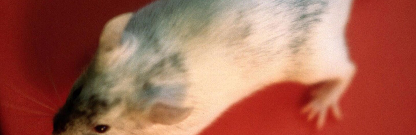 An overhead image of a white mouse on a red background.