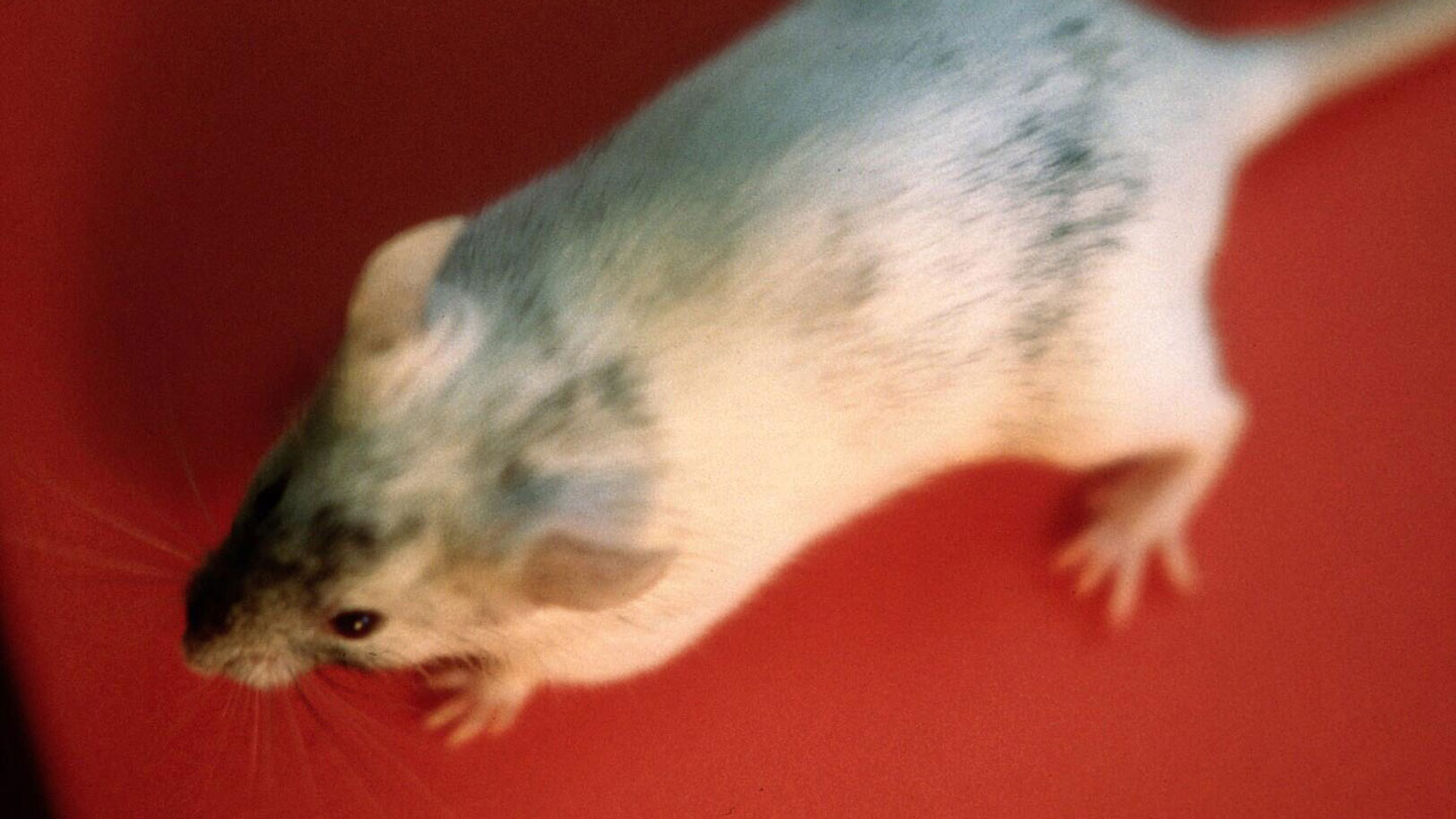 An overhead image of a white mouse on a red background.