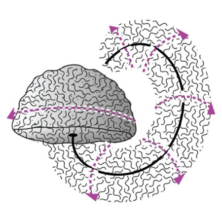 An illustration of the protist Idionectes vortex's flagellum demonstrating toroidal swimming with purple arrows showing the way it rotates.