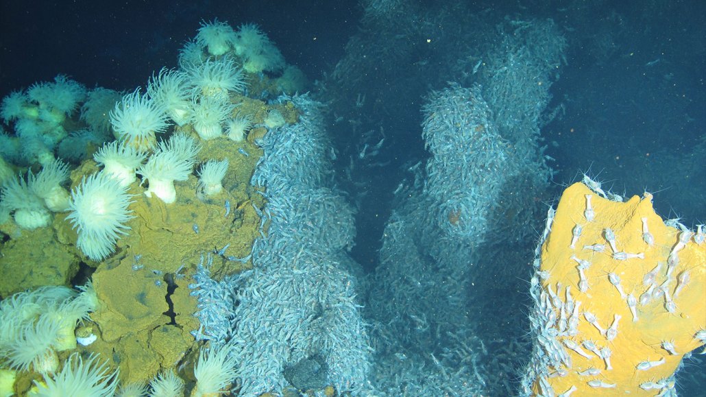 An underwater photo of the sea anemone alvinactis idsseensis in the Indian Ocean's Edmond vent field.