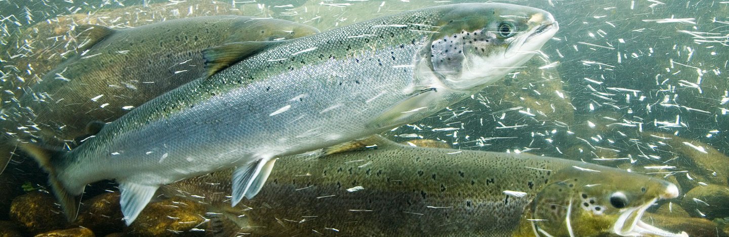 An underwater photo of three Atlantic salmon swimming in a river.