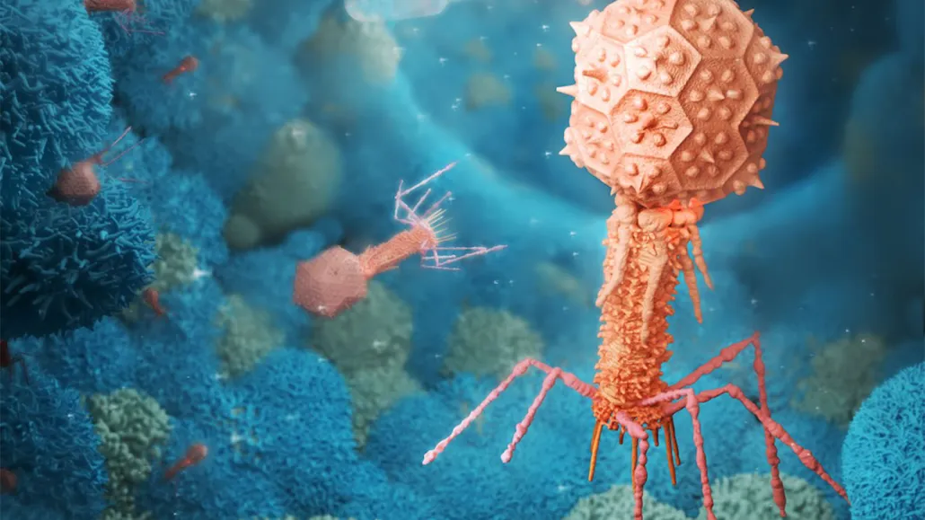An illustration of orange bacteriophages interacting with green and blue mammalian cells.