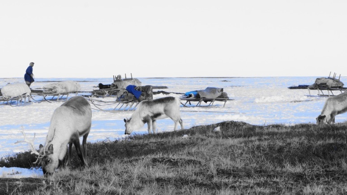 Reindeer nibble lichen at the edge of a snow-covered area in Siberia. A herder, other reindeer and sleds are visible behind the grazing reindeer.