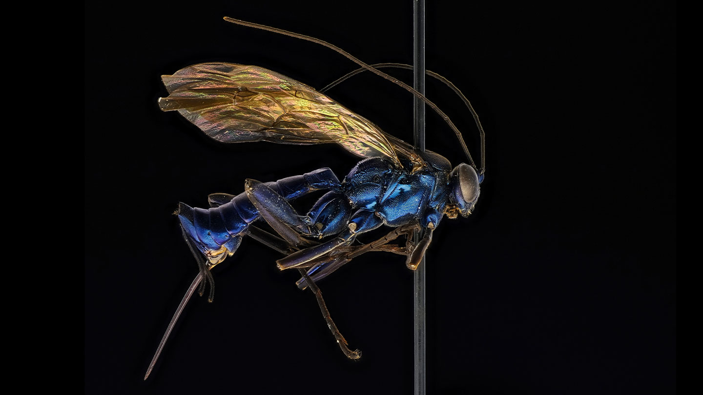 A Brazilian mountain is home to a surprising number of parasitic wasps