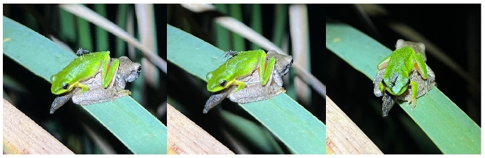 A composite shows three images of a mosquito on a frog. The mosquito appears on the frog's back in the first image, further up the back in the second image, and on the frog's head in the third image.