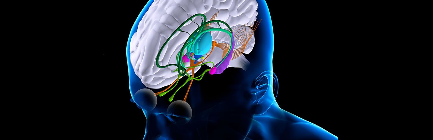 Illustration of a the brain inside a 3-D silouhette of a man's head featuring, in part, the thalamus, which is shown in turquoise.