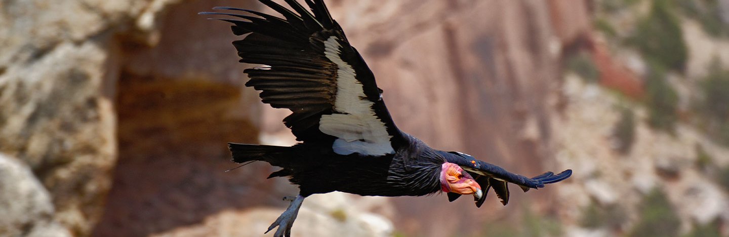 A California condor soars in the sky.