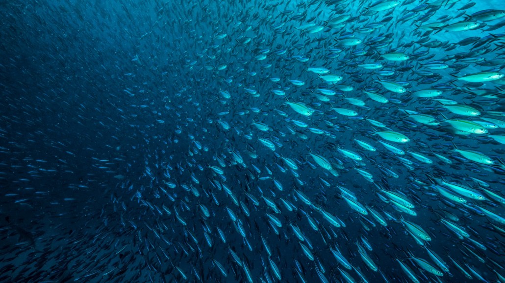 A large school of small fish swim in the ocean, taken from the vantage point of the school swimming right past the viewer.