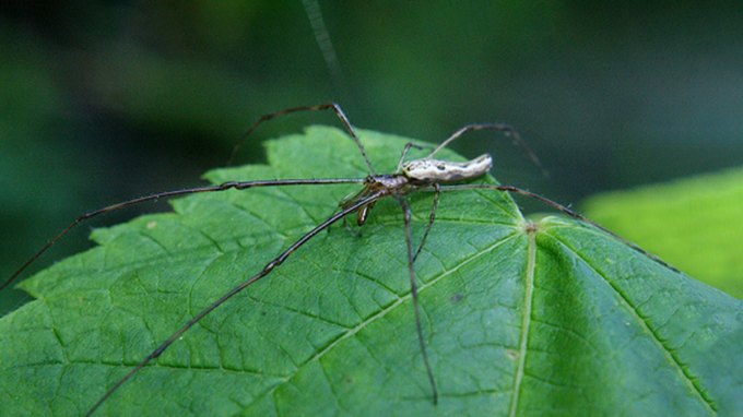 A dark-colored, very long-legged spider sits on a green leaf.
