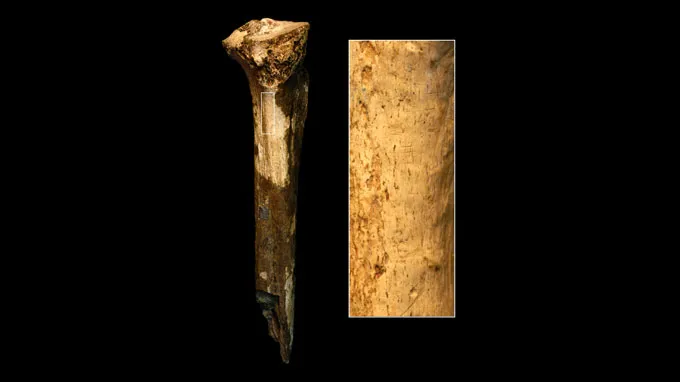 A hominid leg bone on the left and a zoomed in view of the bone's surface showing possible stone-tool markings on the right