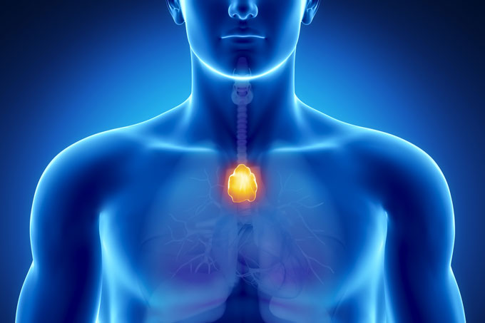 An illustration of the the chest with the thymus highlighted in orange