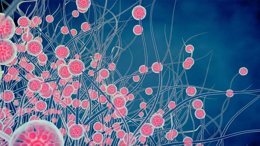 An illustration of Histoplasma spores in pink on a blue background