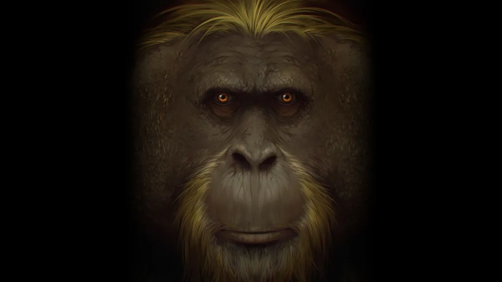 Artist reconstruction of Gigantopithecus blacki.