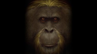 Artist reconstruction of Gigantopithecus blacki.