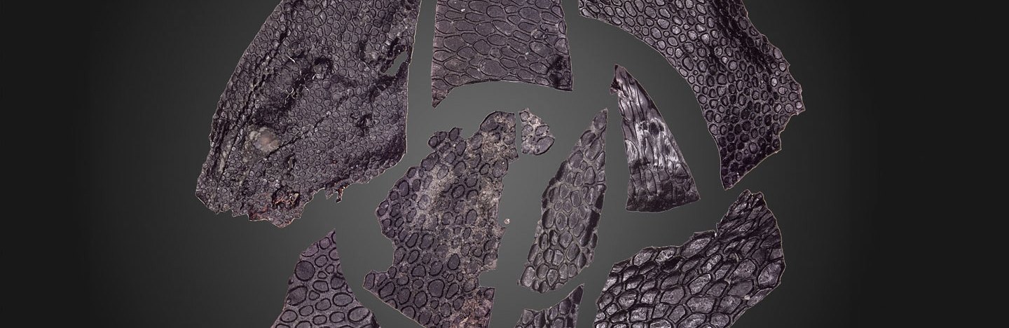 A photo of a set of dark skin fossils