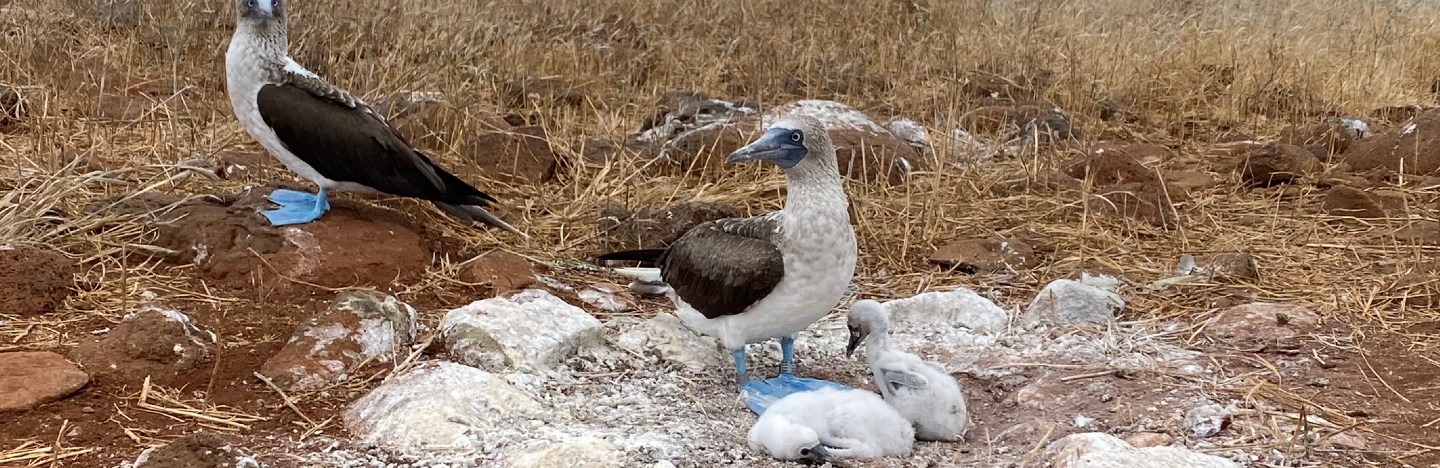 Two adult blue-footed boobies surrounded by dry vegetation are shown with two white, fluffy chicks in the center of a nest on the ground.